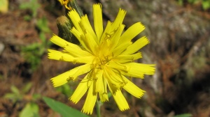Редкий вид растения-ястребинка Крылова найден на территории Шорского национального парка.